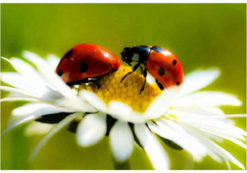 NZ Seed Bombs - Ladybugs