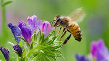 Load image into Gallery viewer, NZ Seed Bombs: Bees