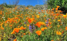 Load image into Gallery viewer, NZ Seed Bombs: Bees