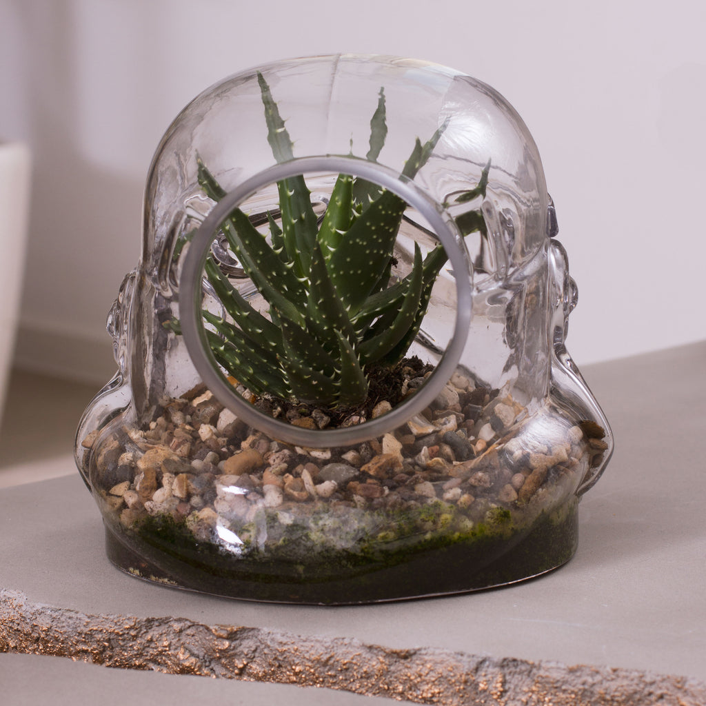 Star Wars: Stormtrooper Terrarium