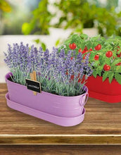 Load image into Gallery viewer, Mr Fothergills: Lavender - Windowsill Tin