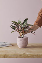 Load image into Gallery viewer, Rogue Cordyline Faux Pot Plant - Pink/Green (40x40x45cm)