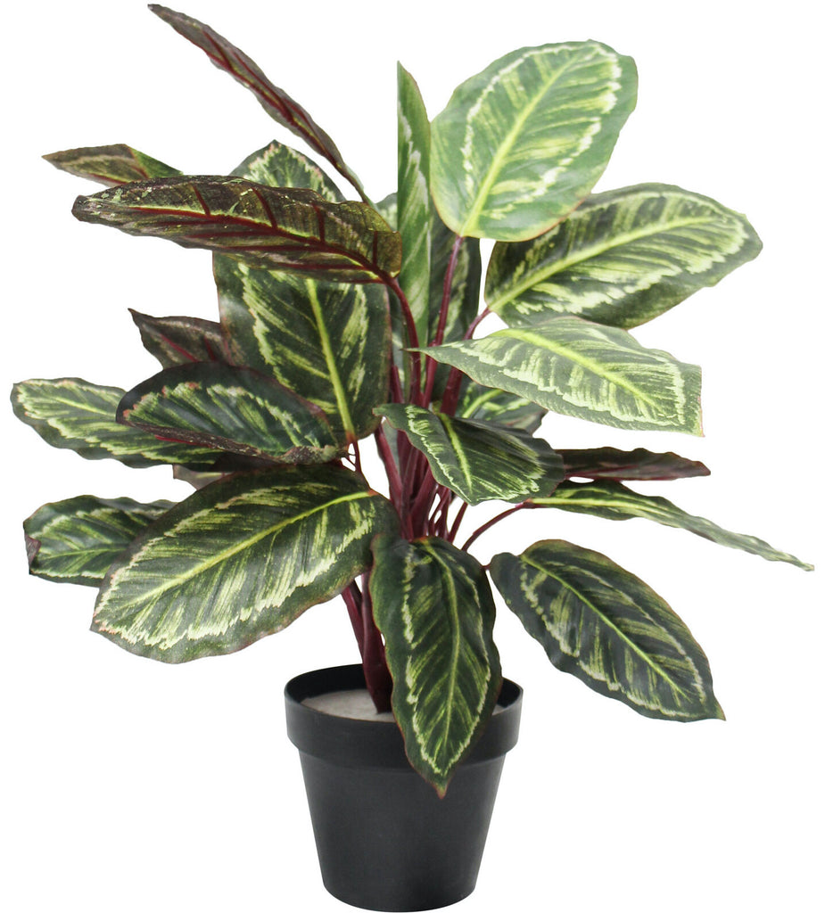 Lavida: Faux Peacock Plant - Medium