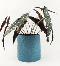 Load image into Gallery viewer, Urban Products: Caprice Foliage Planter - Sky (17cm)