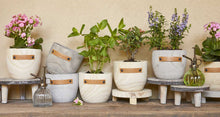 Load image into Gallery viewer, Wood Planter - I Will Survive - Santa Barbara Design Studio