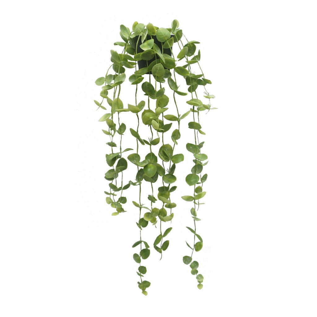 Rogue: Evergreen - Coin Leaf Hanging-Garden Pot