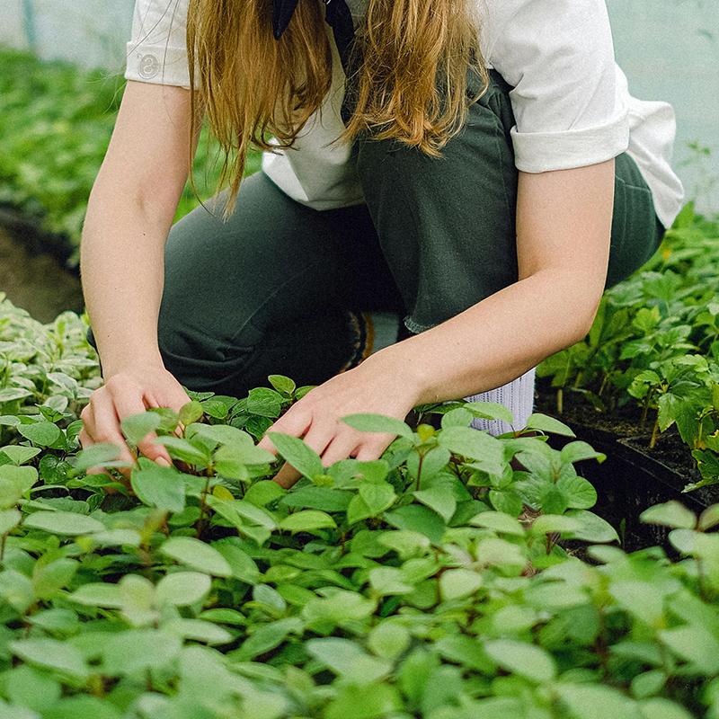 GREENHAVEN Seedling Trays - 4 Pack (Green)