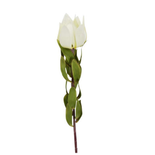 Leucadendron - Cream (68cm)