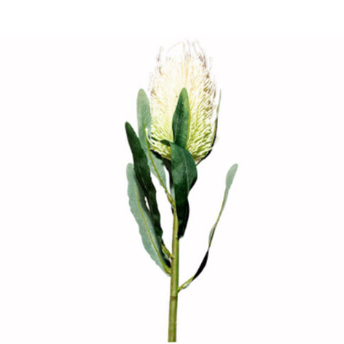 Helicia Protea - White/Green (64cm)