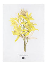 Load image into Gallery viewer, Maxwell &amp; Williams: Royal Botanic Gardens Australian Orchids Tea Towel - Yellow (50x70cm)