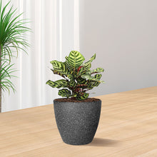 Load image into Gallery viewer, GREENHAVEN Set of 3 Plastic Flower Pots - Grey