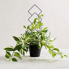 Load image into Gallery viewer, GREENYHAVEN Indoor Plant Trellis 4 Pack - Black