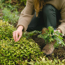 Load image into Gallery viewer, GREENHAVEN Seedling Trays - 4 Pack (Green)