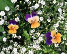 Load image into Gallery viewer, NZ Seed Bombs - Bouquet Blend