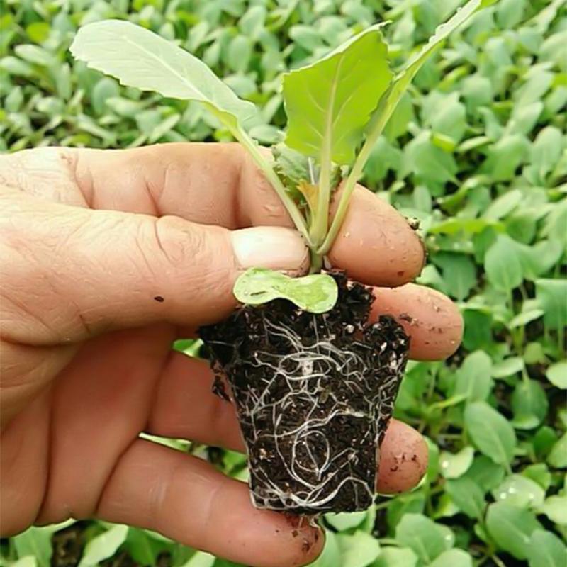 GREENHAVEN Seedling Trays - 4 Pack (Green)