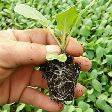 Load image into Gallery viewer, GREENHAVEN Seedling Trays - 4 Pack (Green)